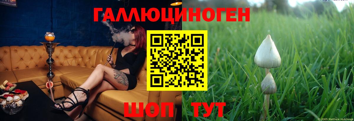 Псилоцибиновые грибы Psilocybe Клин